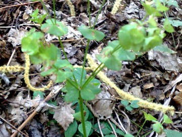 Erbacea  con foglie rotonde - Euphorbia sp